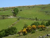 Schafe, grüne Weiden und Ginsterbüsche - Gleninchaquin Park, Co. Kerry